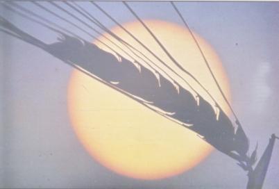 Biomasa y energ�a solar