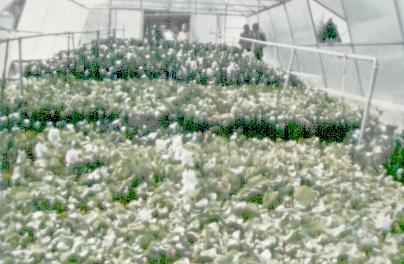 Cultivos energ�ticos: jacintos de agua