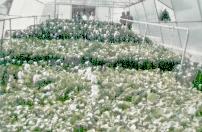 Cultivos energ�ticos: jacintos de agua